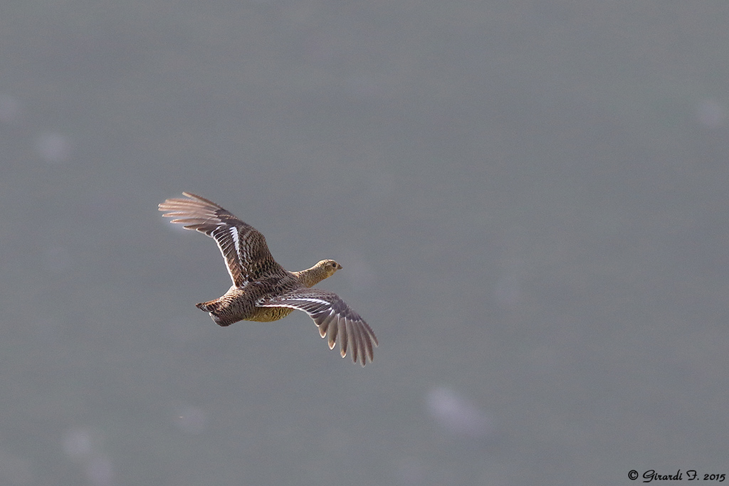 Fagiano di monte (conferma identificazione)